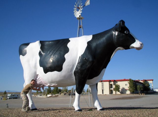 Cow